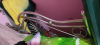 Stell khat